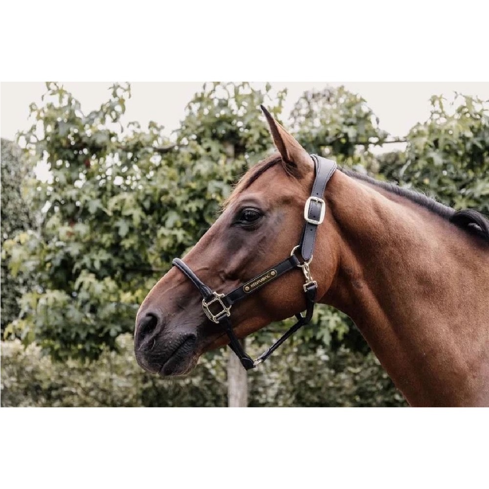BNWT Kentucky Horsewear Anatomical Leather Halter